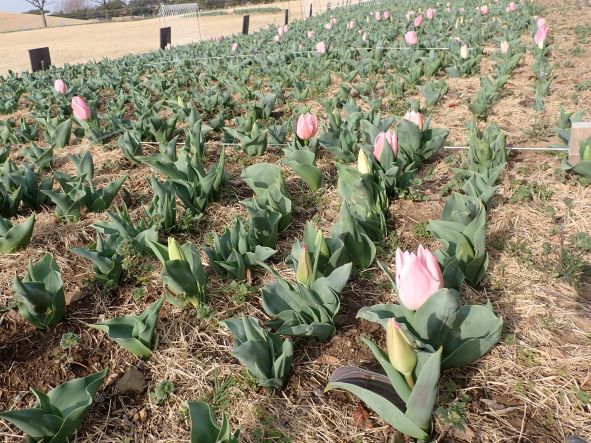 吉田公園のチューリップ