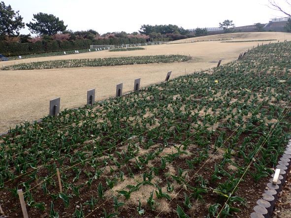 吉田公園のチューリップ