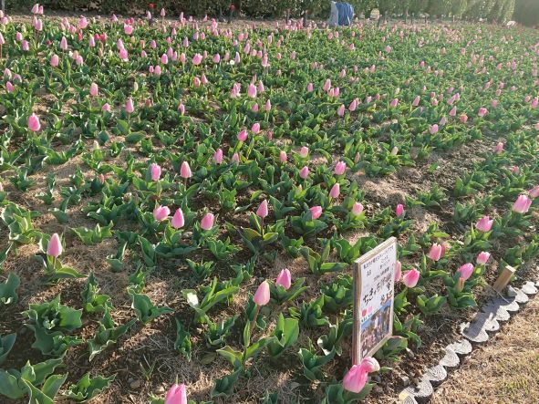 チューリップ開花状況③