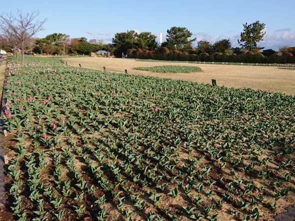 チューリップ開花状況③