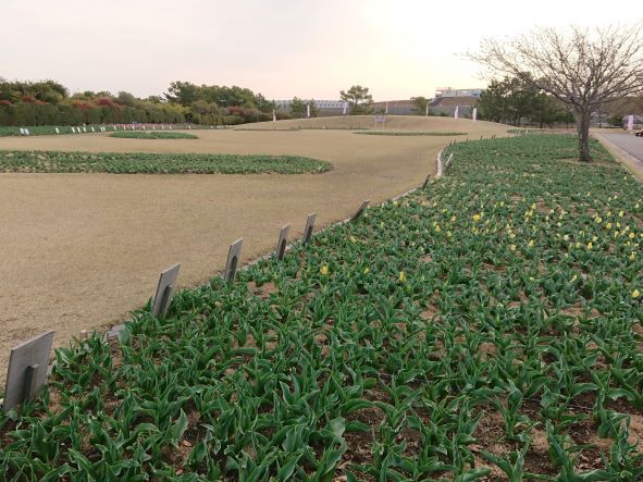 チューリップ開花状況④