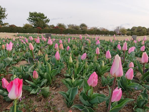 チューリップ開花状況④