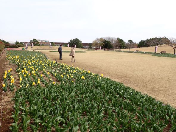 チューリップまつり５日目