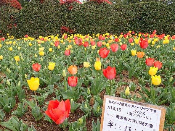 吉田公園のチューリップ