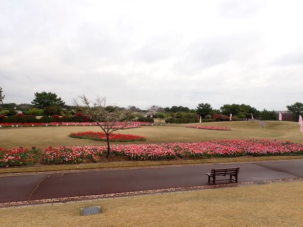 吉田公園のチューリップ