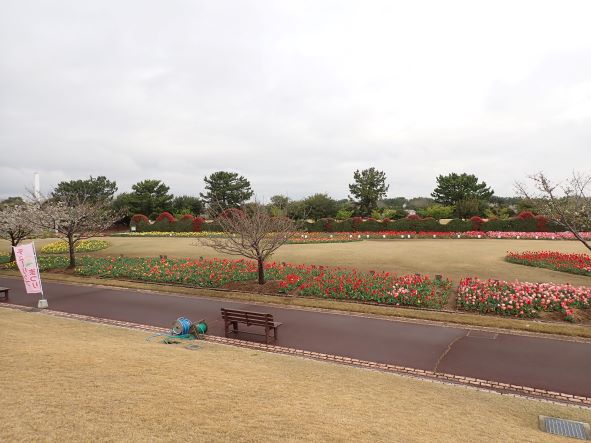 吉田公園のチューリップ