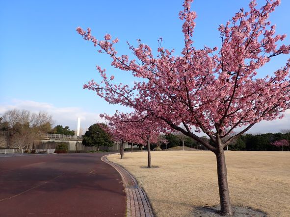 吉田公園河津桜開花状況②