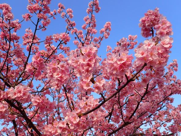 吉田公園河津桜開花状況②