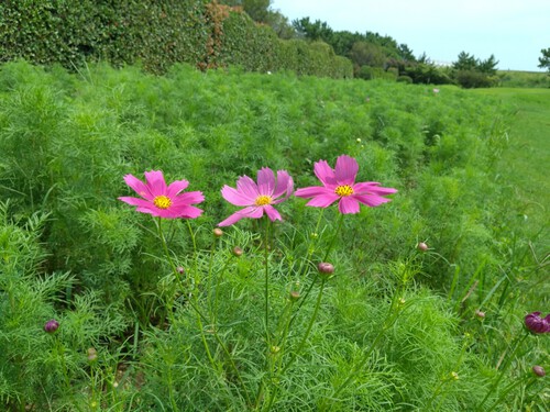 吉田公園のコスモス②