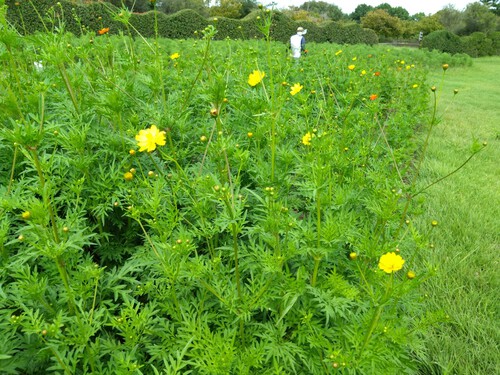 植えました看板を設置しました