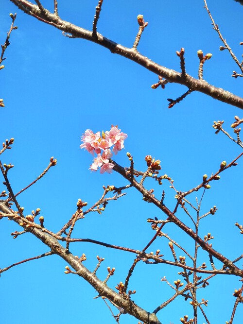 吉田公園の河津桜（開花情報）