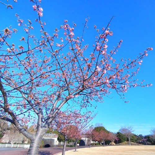 吉田公園の河津桜（開花情報）②