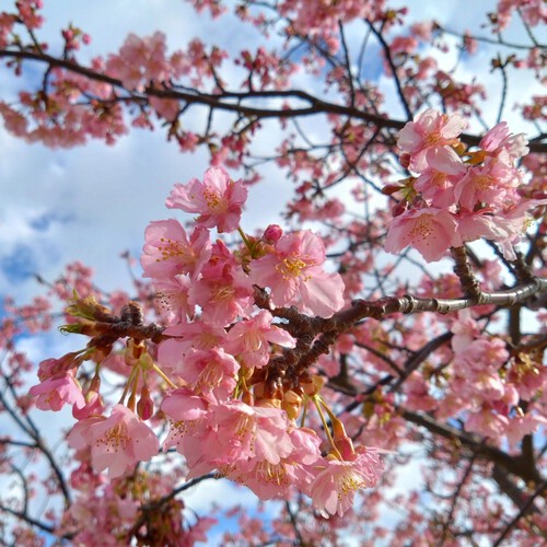 吉田公園の河津桜（開花情報）③