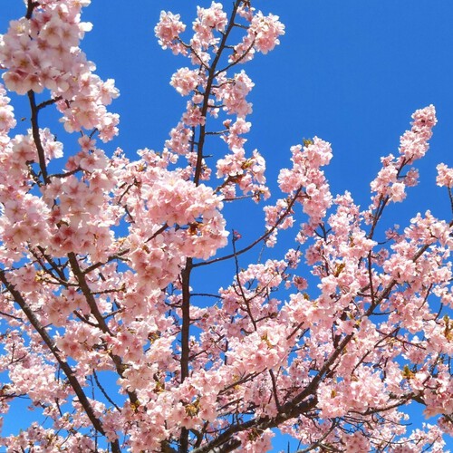 吉田公園の河津桜が見ごろです！