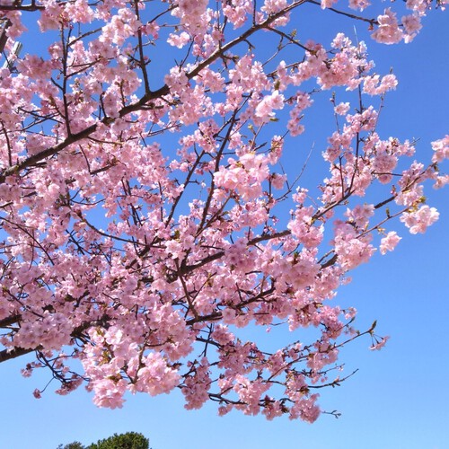 吉田公園の河津桜が見ごろです！