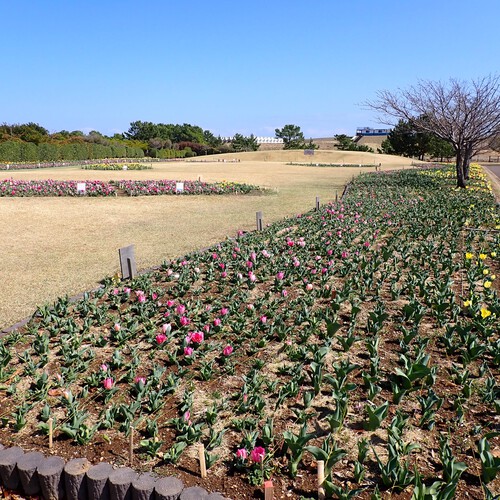 吉田公園のチューリップ