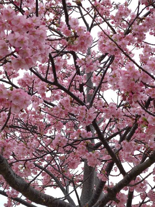 吉田公園の河津桜は７分咲き