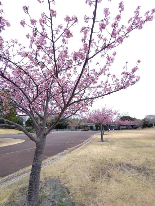 吉田公園の河津桜は７分咲き