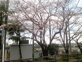 今日の桜♪