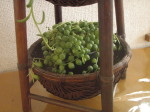 素敵な花器と植物