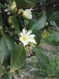 香花