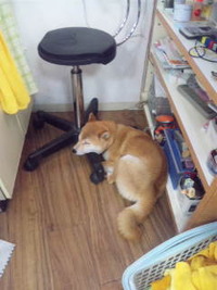 被災ワンコ