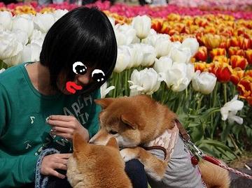チューリップ③