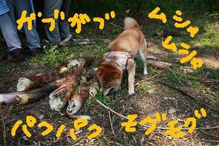 タケノコ掘り