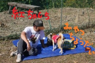 柴犬クラブオフ会in千葉・・・みんなありがとう