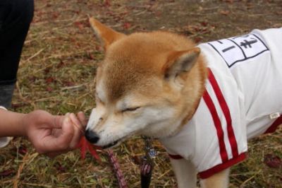 もみじ