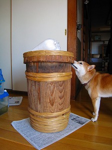 きた～～