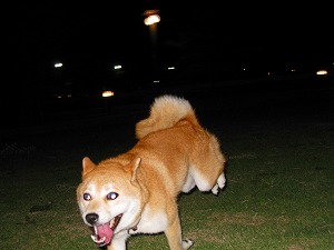 きゃあぁぁぁ～((((((ﾉﾟ⊿ﾟ)ﾉ