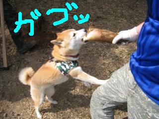 噛まれた！