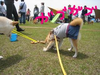 ミレー　　落穂ひろい？