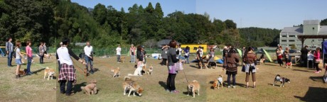 柴犬クラブオフ会in千葉・・・みんなありがとう