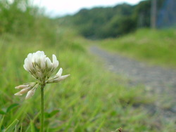 畦道に咲く