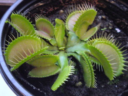 虫を食べる植物