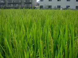 花盛り
