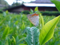 秋の茶園