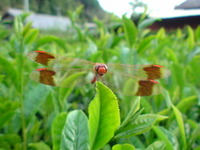 秋の茶園