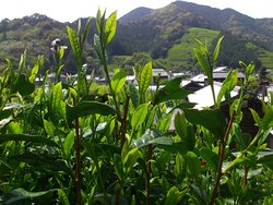 お茶摘み