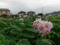 癒し