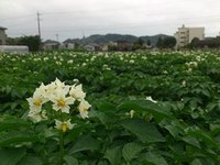 癒し