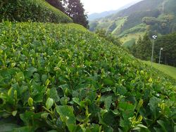 二番茶