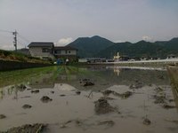 田植え