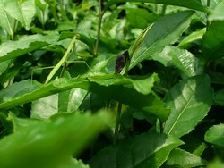 カマキリ