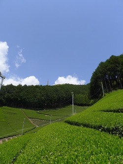 山の息吹