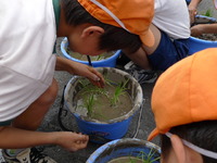 バケツに田植え