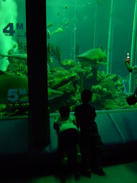 夜の水族館
