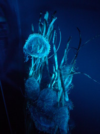 夜の水族館